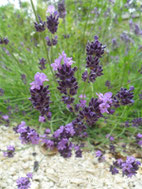 Lavandula Kalić'is deep purple, trajnica, sunce, dry garden, mediterranean. lavanda