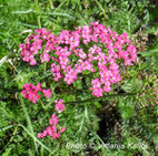 Achillea millefolium Kalići's Ruby star, sunce, trajnica,stolisnik, perennial, sun