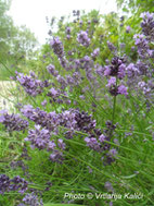 Lavandula Kalić'is deep purple, trajnica, sunce, dry garden, mediterranean. lavanda