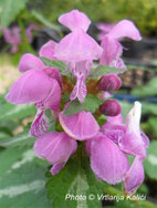 perennial, lamium, shade border, trajnica, sjena