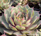 Sempervivum "Estella"