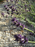 Lavandula Kalić'is deep purple, trajnica, sunce, dry garden, mediterranean. lavanda