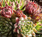 Sempervivum globiferum