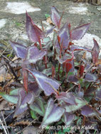 perennial, persicaria kalići's colorshifter, shade border, trajnica, polusjena