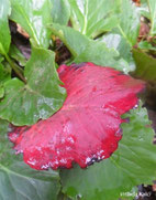 Bergenia cordifolia