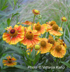 helenium autumnale Kalići's tanzerin, perennial, sun, trajnica, sunce