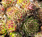 Sempervivum funkii