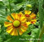 helenium autumnale Kalići's tanzerin, perennial, sun, trajnica, sunce