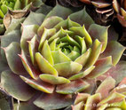 Sempervivum "Othello"