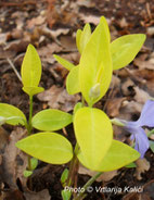 perennial, persicaria kalići's golden carpet, shade border, trajnica, polusjena