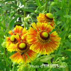 helenium autumnale Kalići's tanzerin, perennial, sun, trajnica, sunce