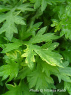 artemisia vulgaris kalići's variation, sunny border, trajnica, perennial, sunce