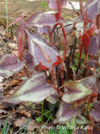 perennial, persicaria kalići's colorshifter, shade border, trajnica, polusjena