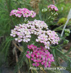 Achillea millefolium Kalići's wondagirl, sunce, trajnica,stolisnik, perennial, sun