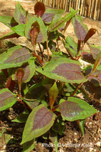 perennial, persicaria kalići's colorshifter, shade border, trajnica, polusjena