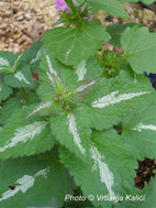 perennial, lamium, shade border, trajnica, sjena