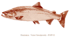 Le saumon atlantique