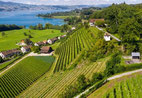 (Foto: Weingut Höcklistein)