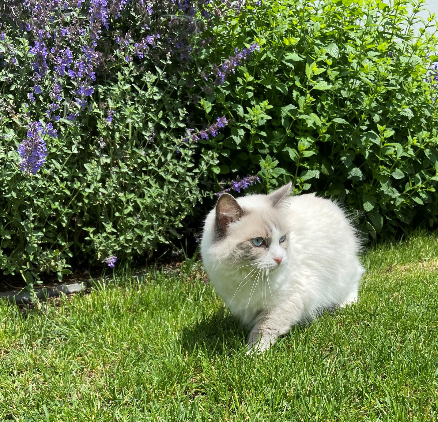 Kajika Rags' Muna - kajika-rags Webseite - Traditionelle Ragdolls in ...