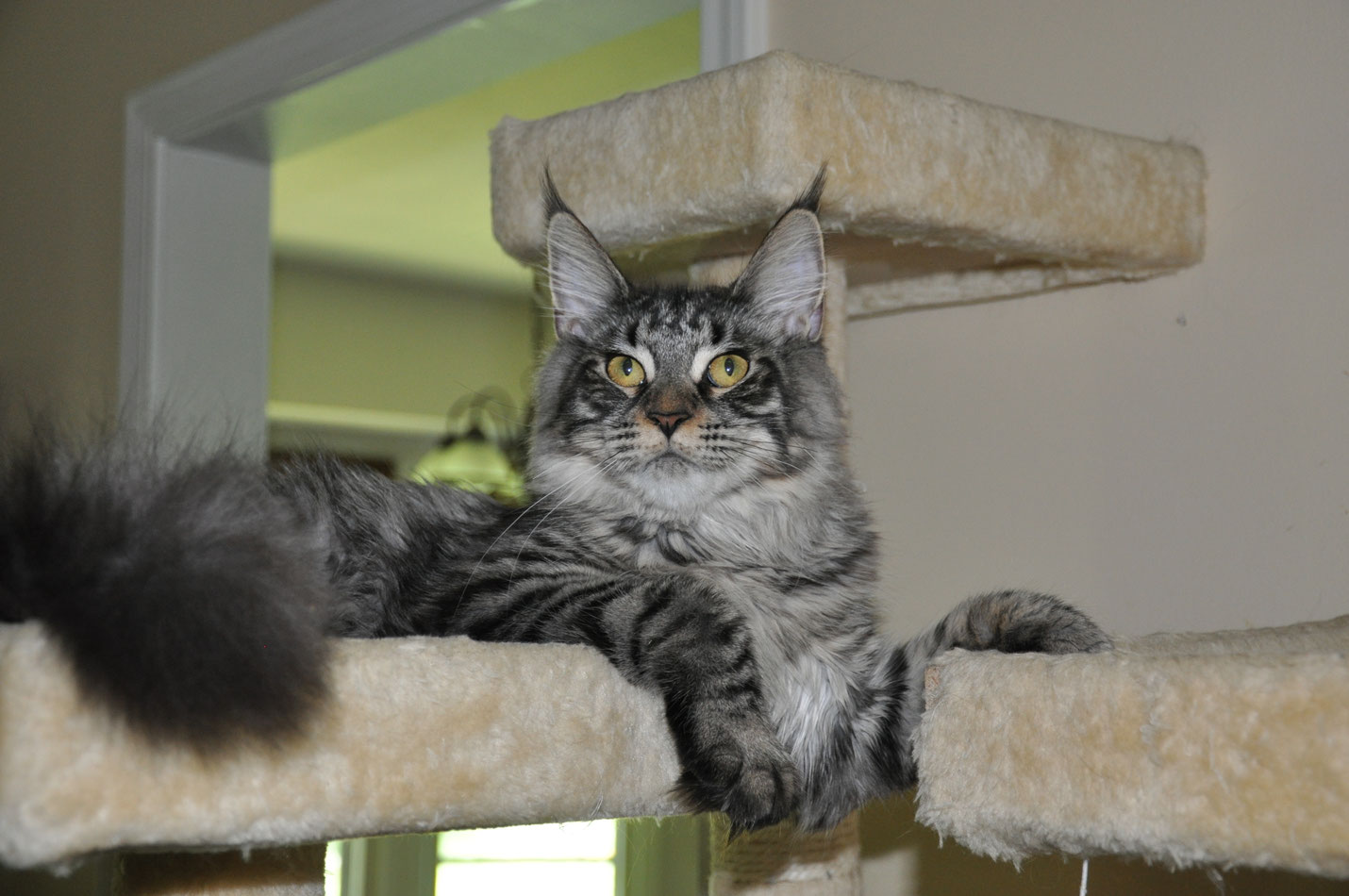 Masha of EuroCoons Silver Mackerel Tabby Female Maine Coot Cat Maine