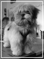 lhasa apso kennel