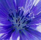 formation fleur de bach en touraine