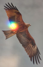 fliegender Milan mit einer Sonne
