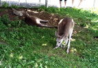 目の前にカンガルーが!
