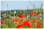 Hinter vielen Mohnblüten und Gräsern sieht man den Kirchturm von Flein und ein Wohngebiet. Dahinter ist ein Weinberg.