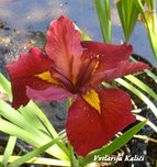 Iris louisiana "Ann Chowing"