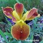 Iris louisiana "Cajun sunrise"