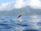 Sortie Dauphins avec David Dauphins aux Trois-Ilets Martinique