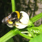 Abejorro en flor de pimiento