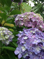 ▲教室の庭に咲く紫陽花の見頃も、あとわずか?!
