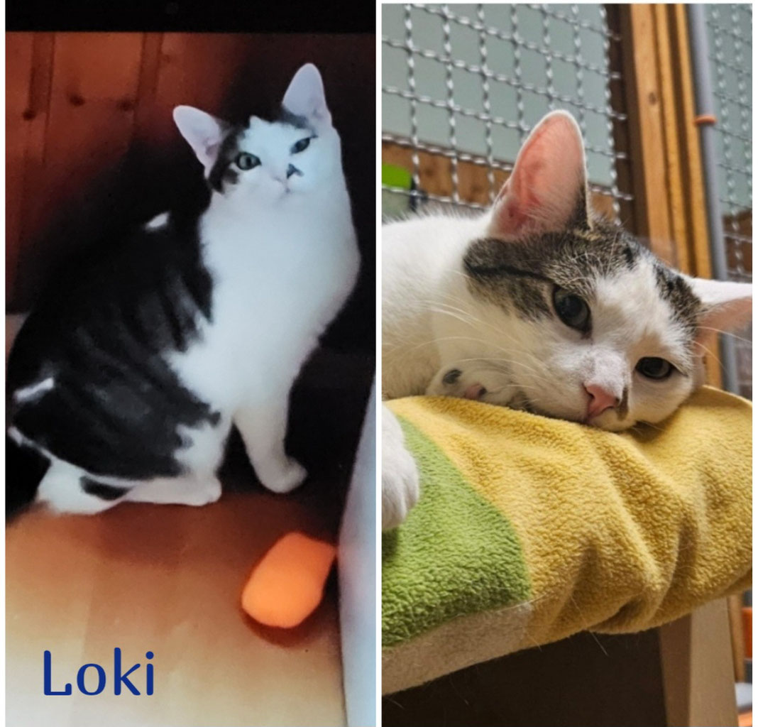 Catvengers