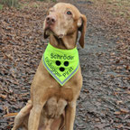 Blindenhalstuch, blinder hund, Halstuch in gelb für blinden Hund