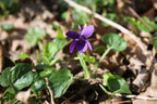 Violette odorante vue au Quaireux, près de Melle, soigne la toux et la constipation, présence de mucilages, utilisée en cuisine