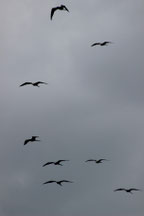 Costa Rica img-1799