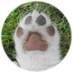 Bild: Australian Shepherd Welpen