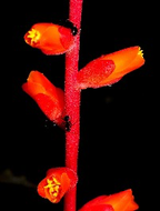 Dyckia secundifolia (Foto: Leme)
