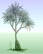 pamaya pandarus cadelabrum