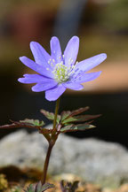 青花菊咲イチゲ