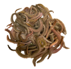 青虫　青イソメ