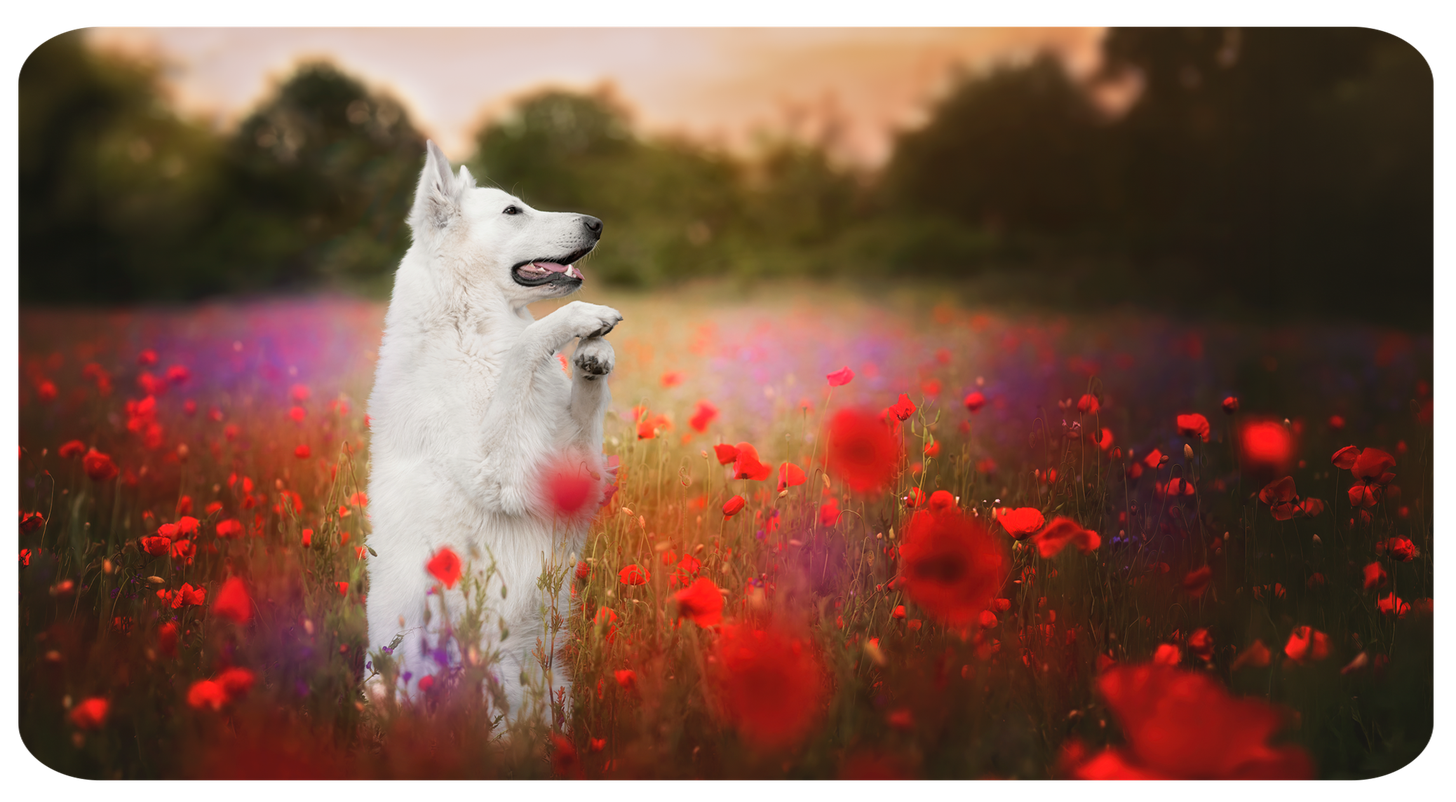 Tierfotografie - Hundefotografie Berlin und Brandenburg, emotionale Hundefotografie – im Studio und Outdoor