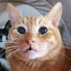 20-78茶トラ♂5才