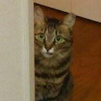 21-7キジトラ♀５歳