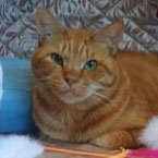 21-8茶トラ♂４歳