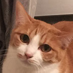 NO1139茶白♀７才