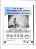 Bengal grand champion international WCF