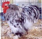 Mutación Blanco Sucio o Splash en ingles. Se trata del genotipo homocigoto del azul anterior, homocigoto "Bl/Bl" da este color salpicado. Gallo y gallina poseen el mismo fenotipo. Foto de la web.